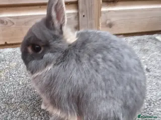 Netherland Dwarf rabbits Netherland Dwarf kits blacks and vienna - Advert 2