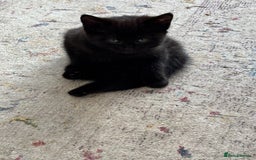 Mixed Breed cats for sale: Mix bread  - Image 9