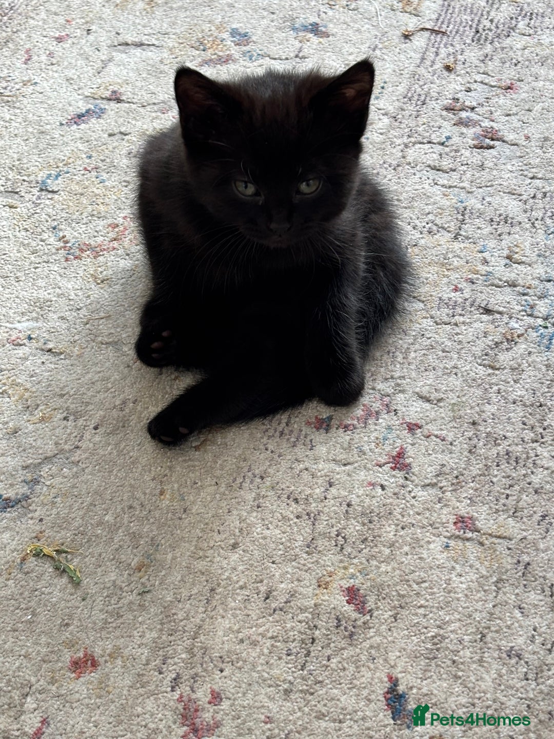 Mixed Breed cats for sale: Mix bread  - Image 9