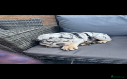 English Bulldog dogs for sale: Grey Merle male english bulldog puppy - Image 5