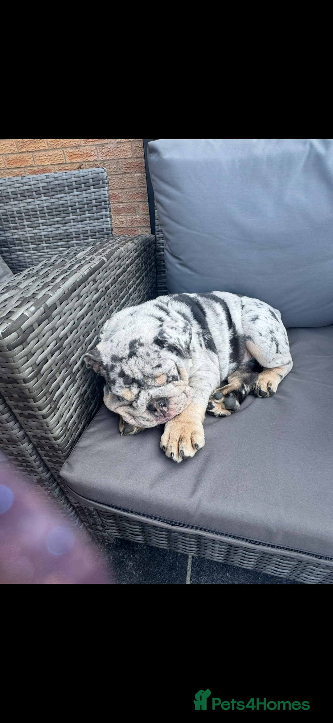 English Bulldog dogs for sale: Grey Merle male english bulldog puppy - Image 5