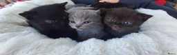 Mixed Breed cats for sale: Beautiful Mixed Breed British Short Hair Kittens - Advert 2