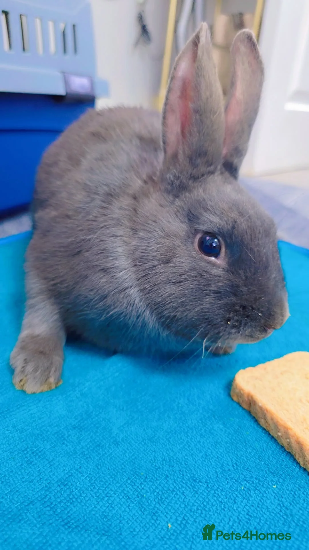 Alaska rabbits for sale: 2 Alaskan rabbits - Advert 2