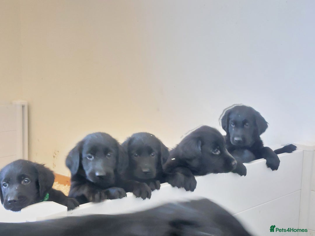 Flat coated Retriever dogs for sale: Flatcoated retriever puppies  - Image 23