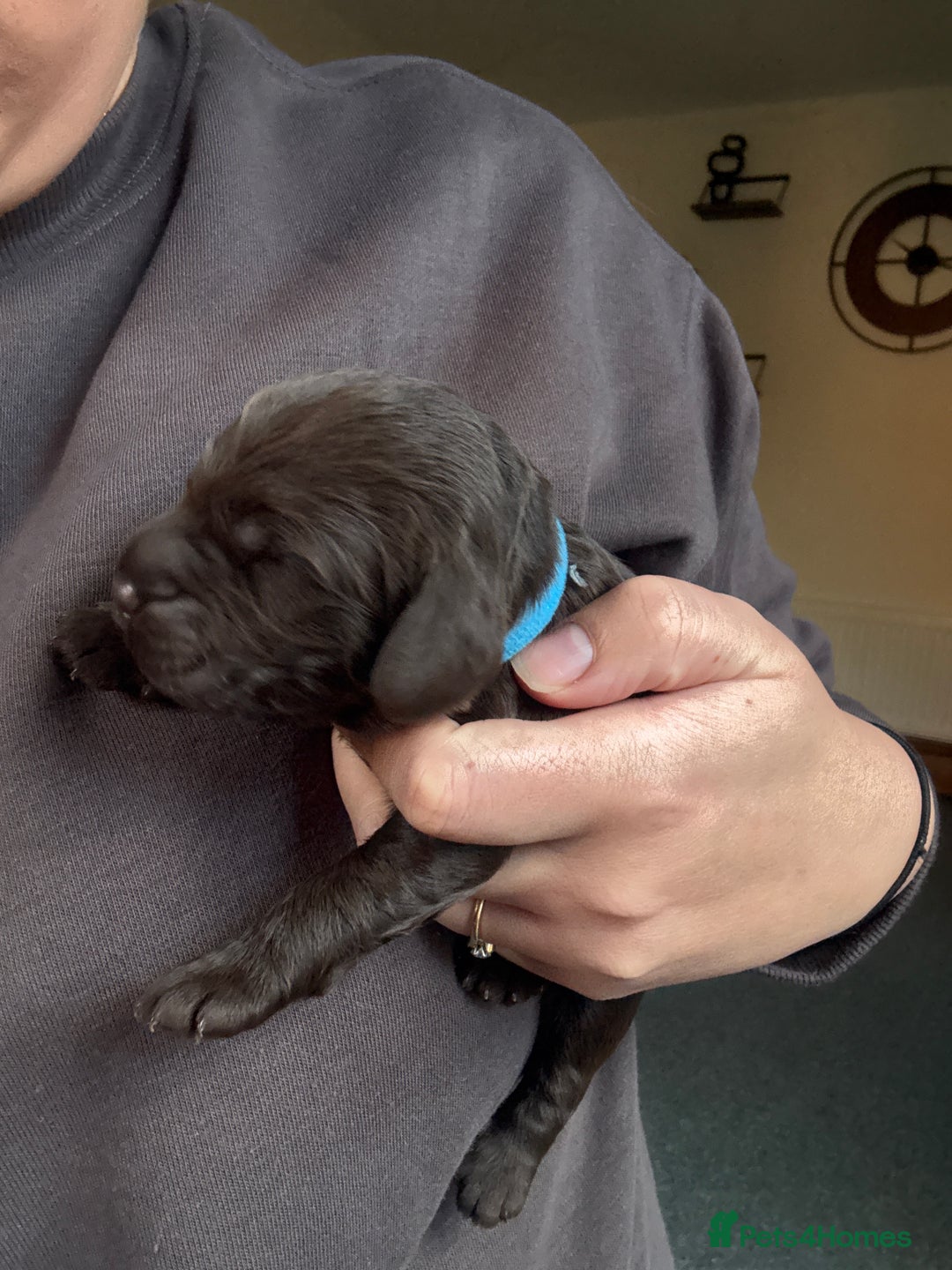 Sproodle dogs for sale:  Gorgeous F2 Sproodle Puppies – Family Raised  - Image 6