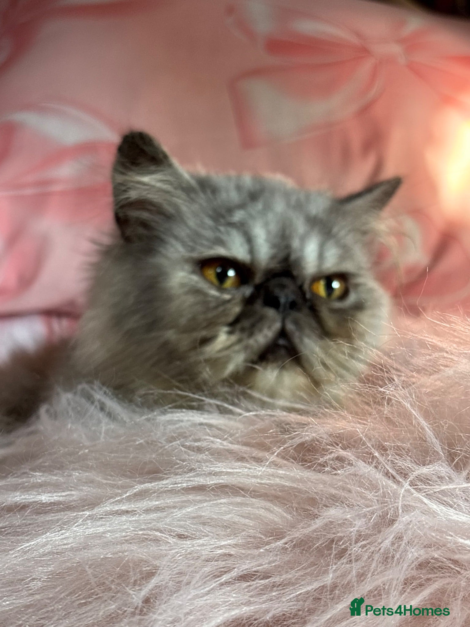 Persian cats Exotic flat faced Persian female - Advert 3