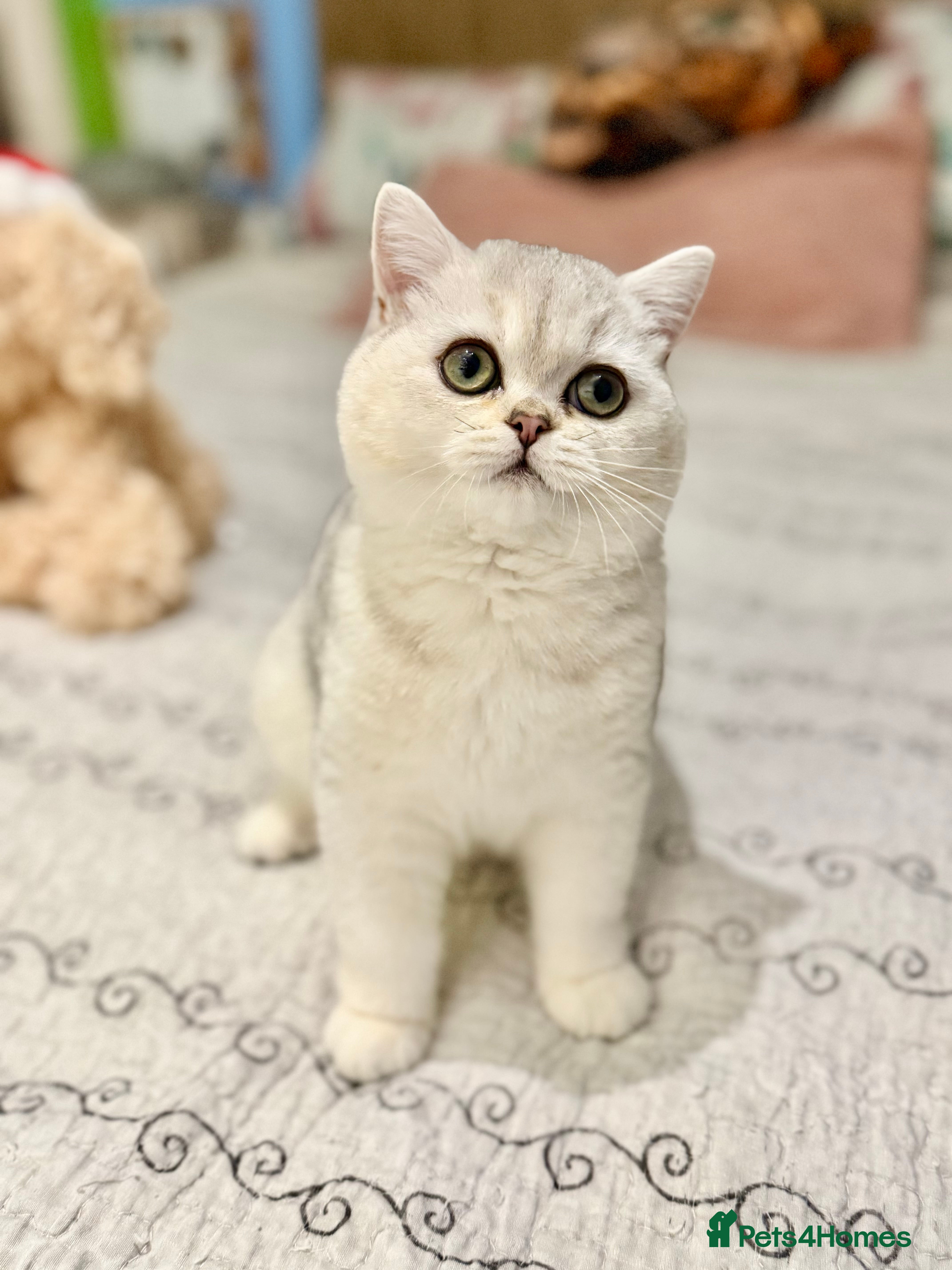 British Shorthair cats BSH🤍Zubracat Gucci 🤍GCCF🌟 - Advert 3