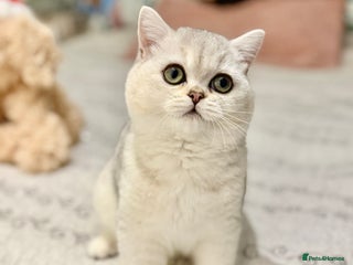 British Shorthair cats BSH🤍Zubracat Gucci 🤍GCCF🌟 - Advert 9