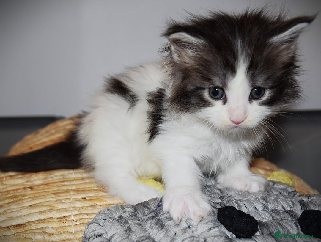 Maine Coon cats for sale: Maine Coon kittens - Beautiful and cheeky  - Advert 13