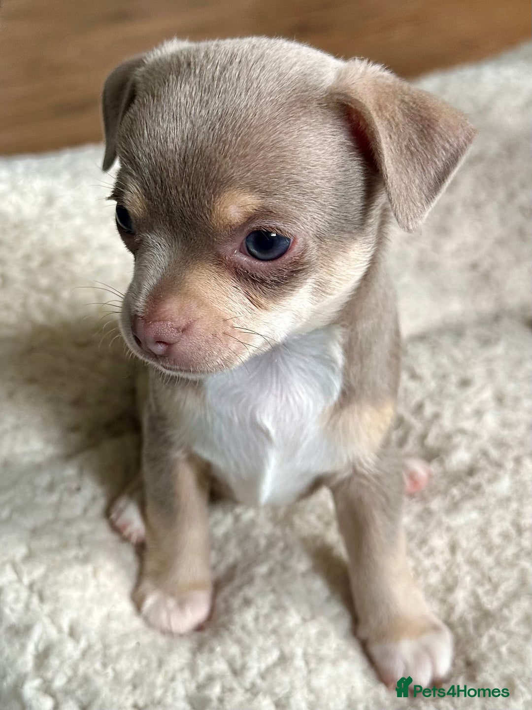 Chihuahua dogs for sale: Beautiful Chihuahua Babies - Image 6