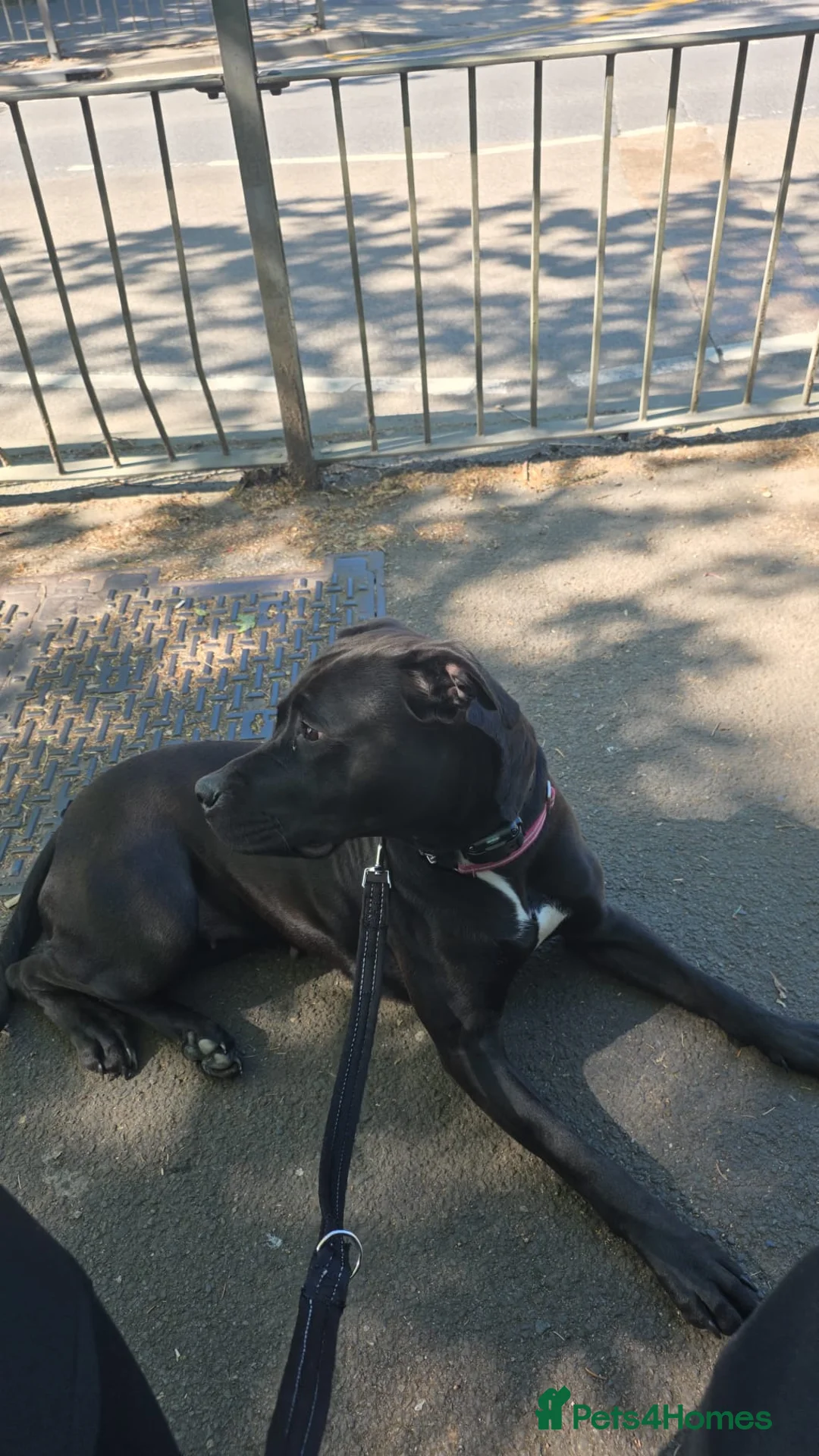 Mixed Breed dogs for sale: Wonderful Family Dog Looking for Her Forever Home - Advert 5