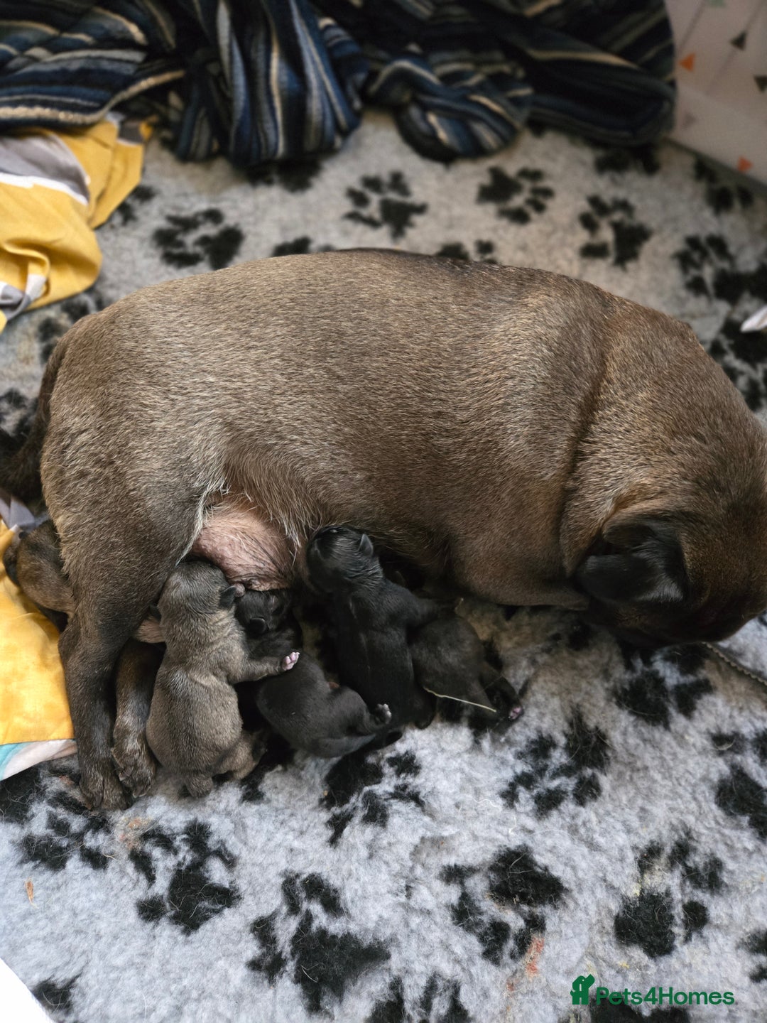 Pug dogs for sale: Chunky pug pups - Image 12
