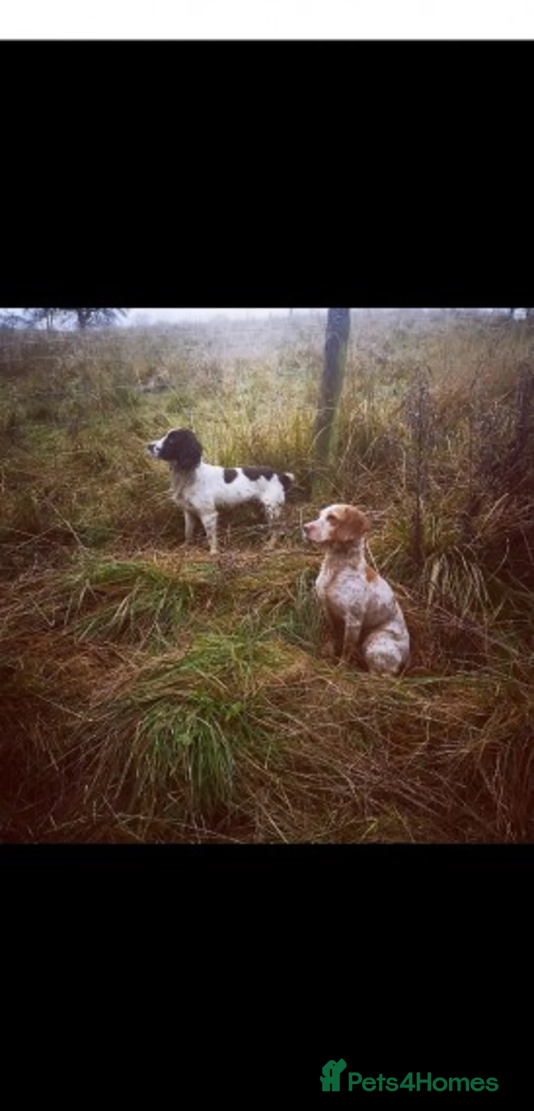 Cocker Spaniel dogs for stud: KC  health tested working cocker spaniel at stud in Malton - Advert 6