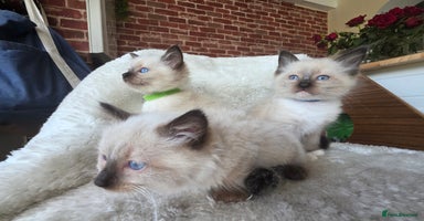 Ragdoll cats - Advert 9