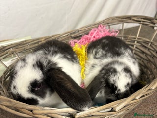 Mini Lop rabbits - Advert 2