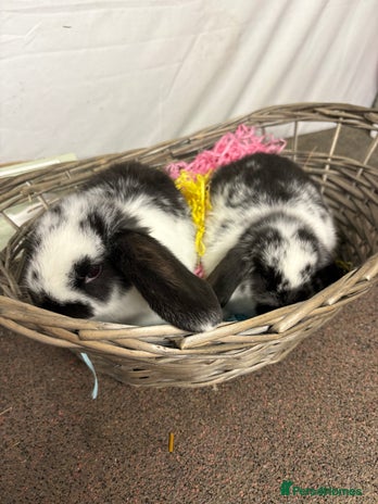 Mini Lop rabbits - Advert 4