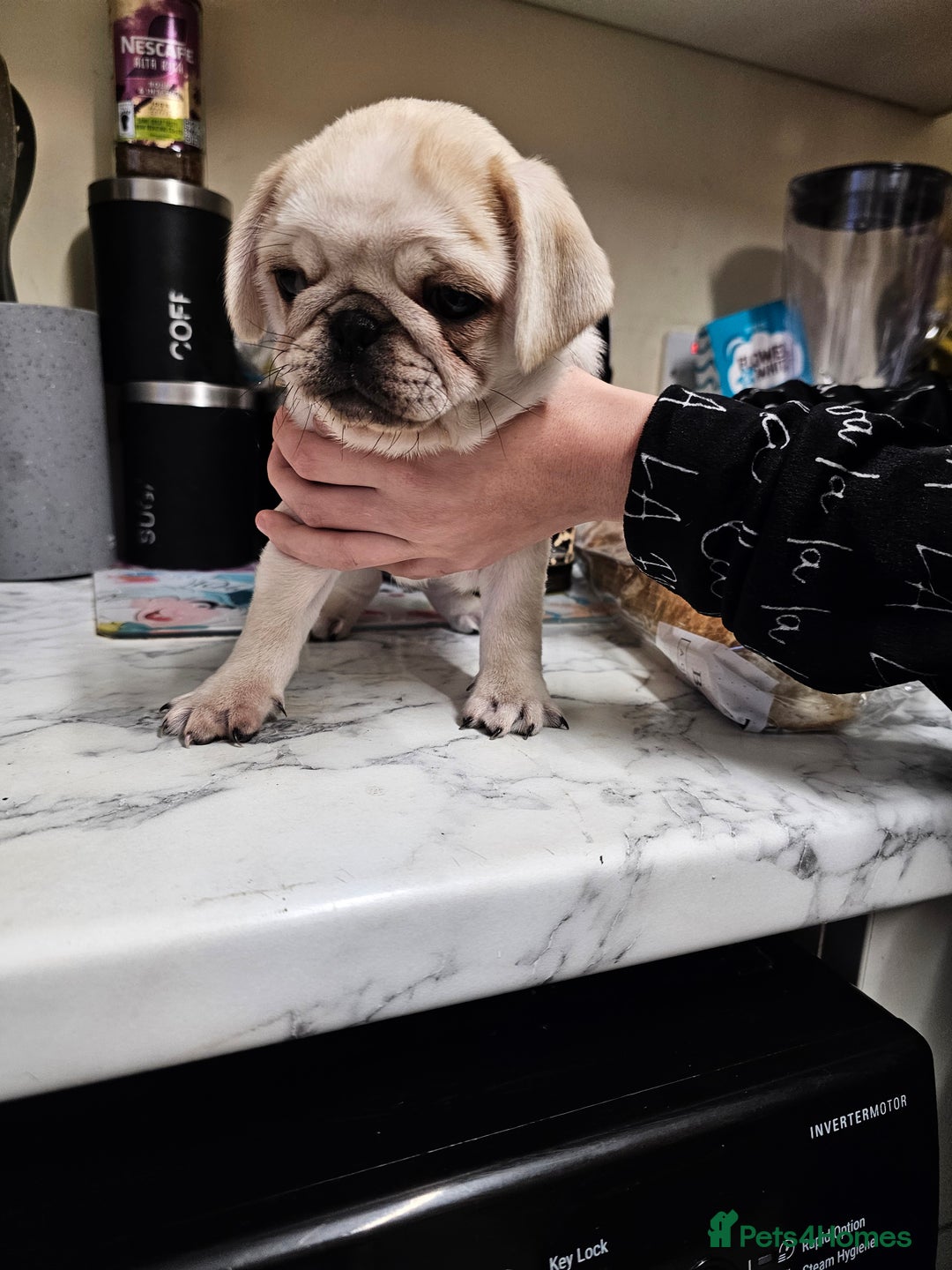 Pug dogs for sale: Gorgeous creamgirl and whiteboy pug ready toleave  - Advert 5