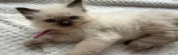 Ragdoll cats for sale: 6 Beautiful boy purebred ragdolls  - Advert 1