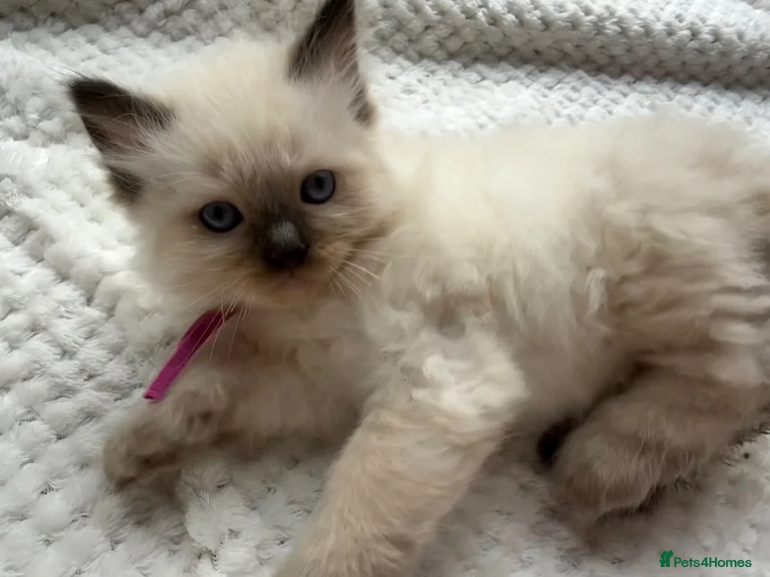 Ragdoll cats for sale: 6 Beautiful boy purebred ragdolls  - Advert 1