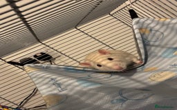 Rat rodents for sale: Free to good home! 2 Male rats - Image 2