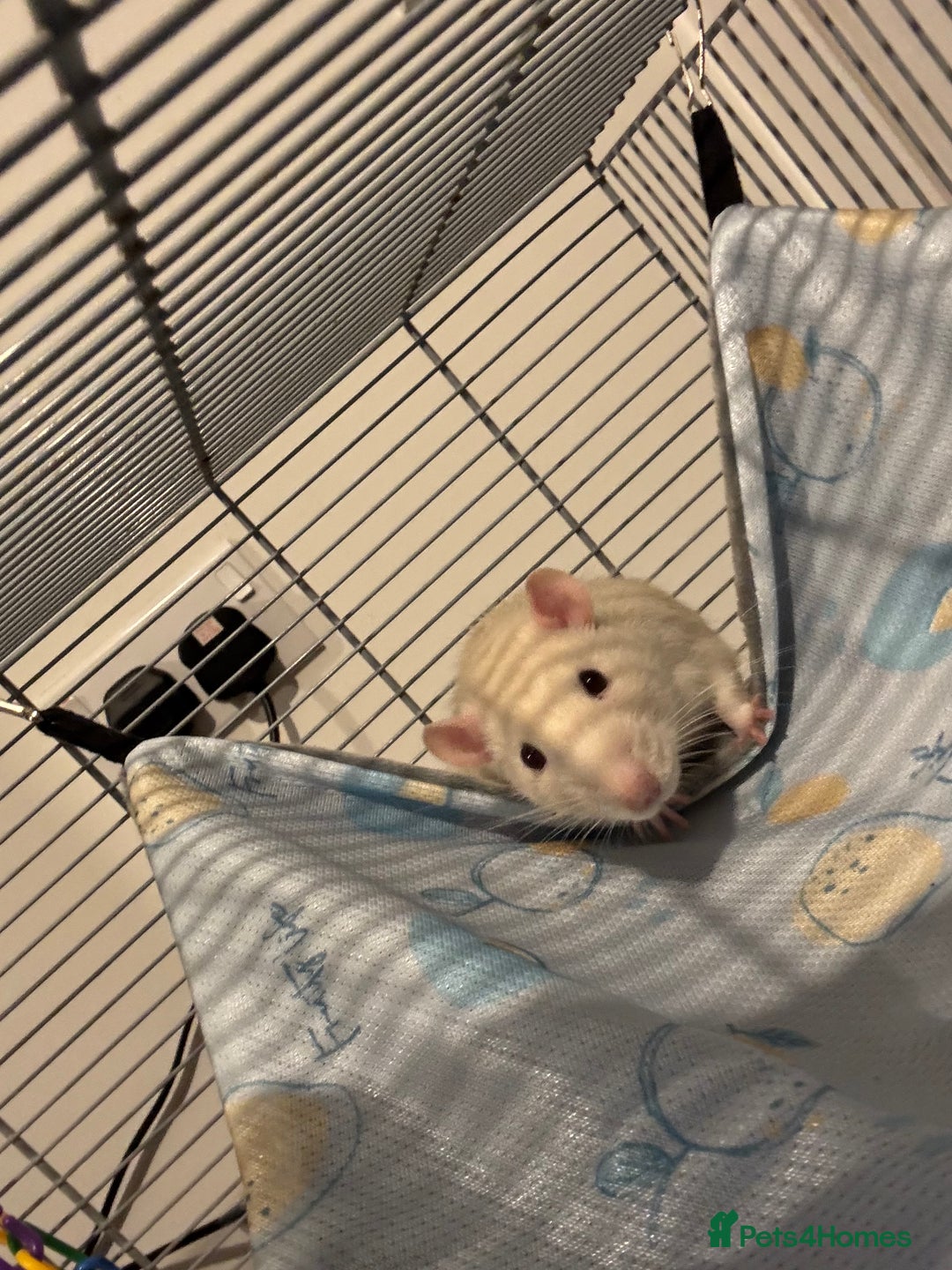 Rat rodents for sale: Free to good home! 2 Male rats - Image 2