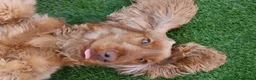 Cocker Spaniel dogs for sale: Beautiful show cocker spaniels  - Advert 12
