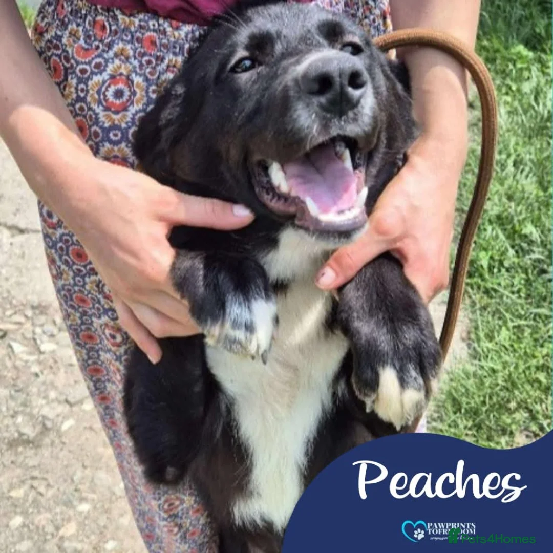 Mixed Breed dogs for adoption: Meet Peaches, currently residing in Essex  in Frinton-on-Sea - Advert 1