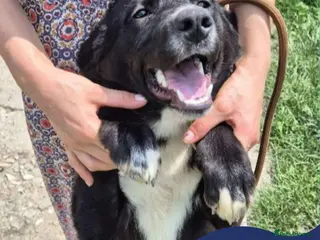 Mixed Breed dogs Meet Peaches, currently residing in Essex in Frinton-on-Sea - Advert 1