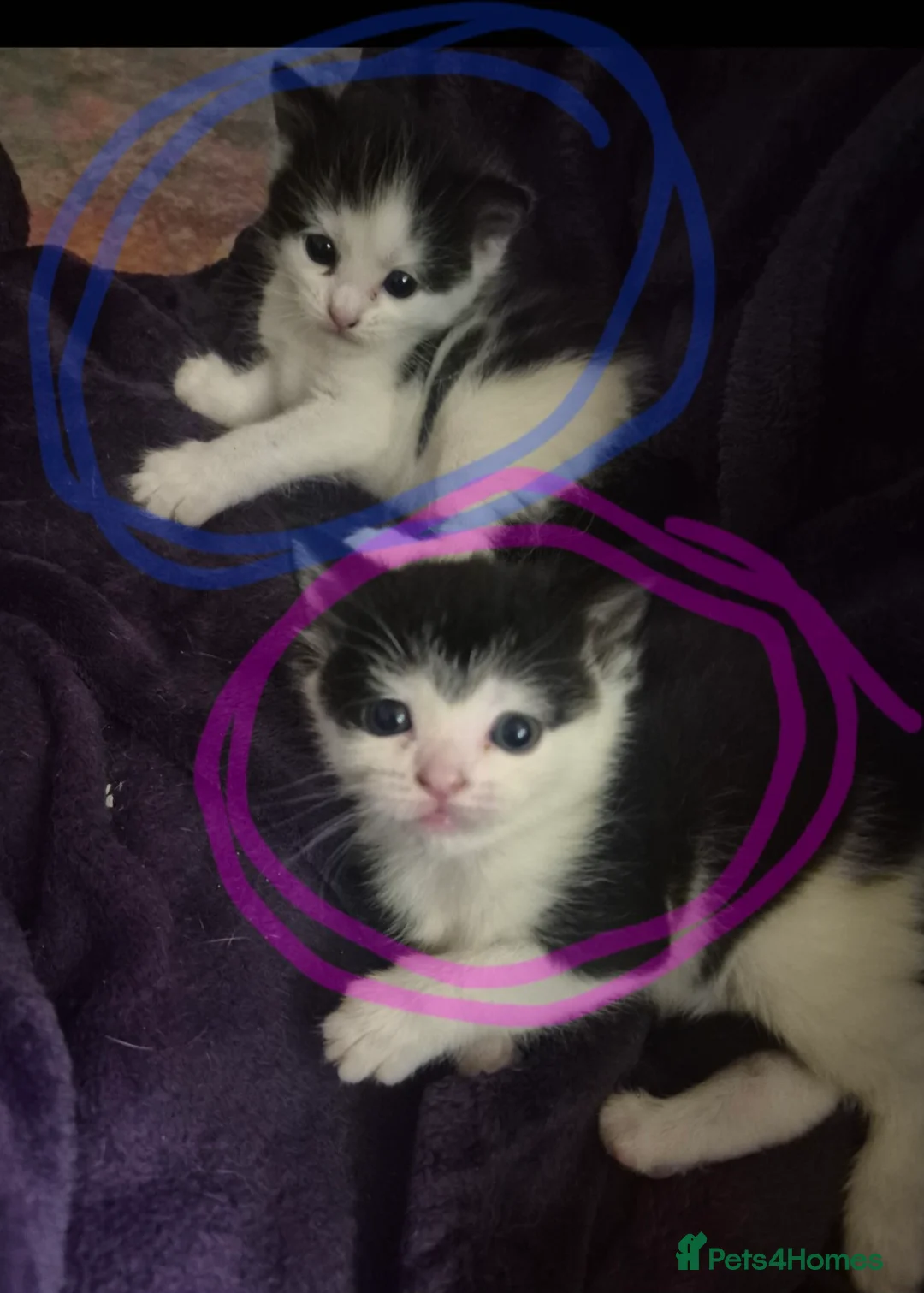 British Shorthair cats for sale: 2 kittens (1 boy & 1 girl) - Advert 2