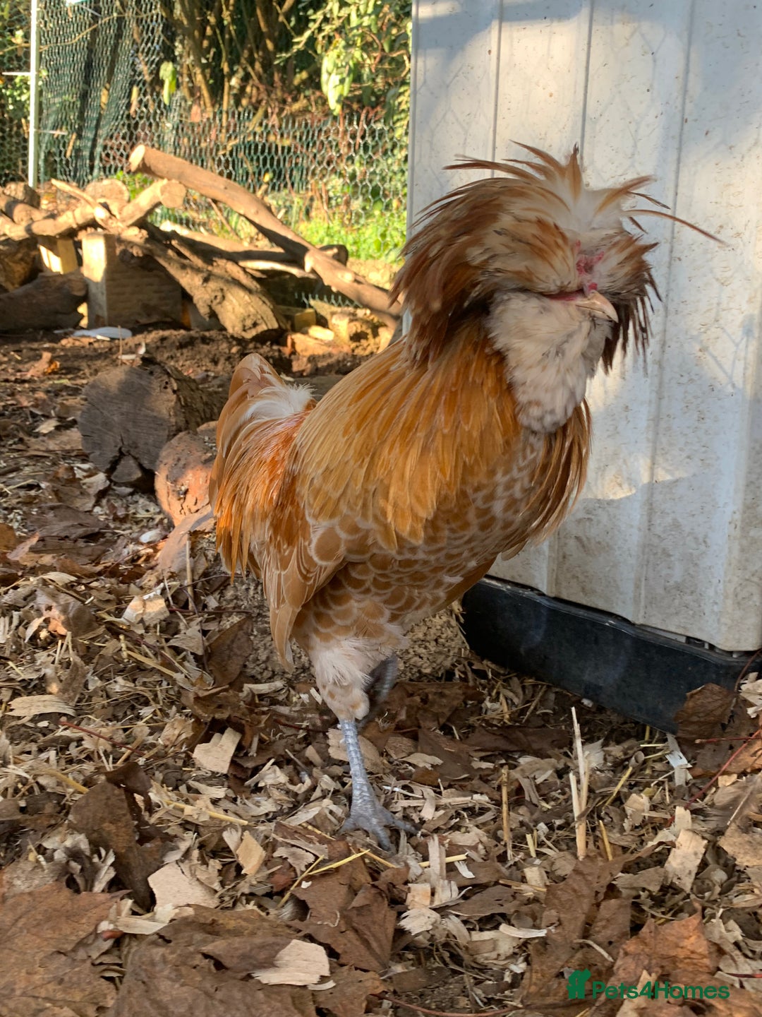 Chickens poultry for sale: Polish cockerel free to collector  - Advert 1