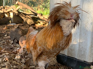 Chickens poultry Polish cockerel free to collector - Advert 1