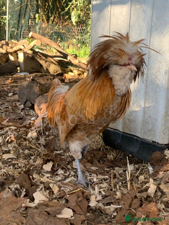 Chickens poultry Polish cockerel free to collector - Advert 1