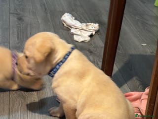 Labrador Retriever dogs 7 stunning chunky yellow Labradors - Advert 9