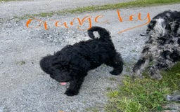 Goldendoodle dogs for sale:  F1b golden doodle puppies ready to go.  in Llandeilo - Image 18