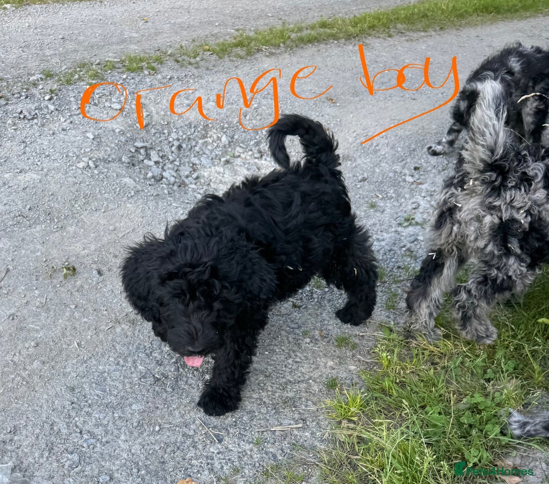 Goldendoodle dogs for sale:  F1b golden doodle puppies ready to go.  in Llandeilo - Image 18