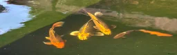 Koi Carp fish for sale: Carp for sale  in Nottingham - Advert 5