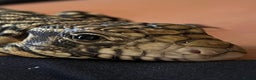 Lizard reptiles for sale: Argentine Black and White Tegu - Advert 1