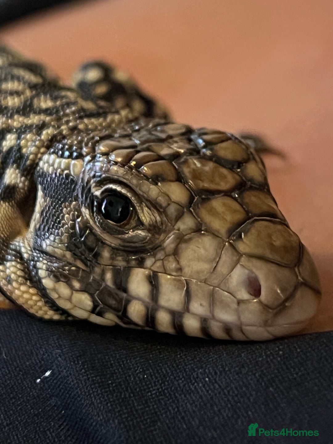 Lizard reptiles for sale: Argentine Black and White Tegu - Image 1
