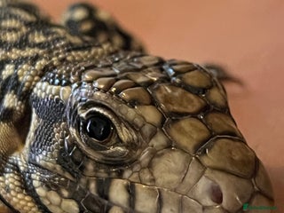 Lizard reptiles - Advert 1