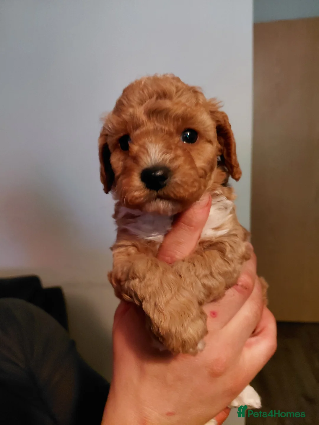 Cockapoo dogs for sale: Beautiful cockapoo puppies - Advert 2