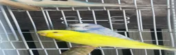 Budgerigars birds for sale: 5 budgies WITH CAGE birds for sale  in Barking - Advert 2