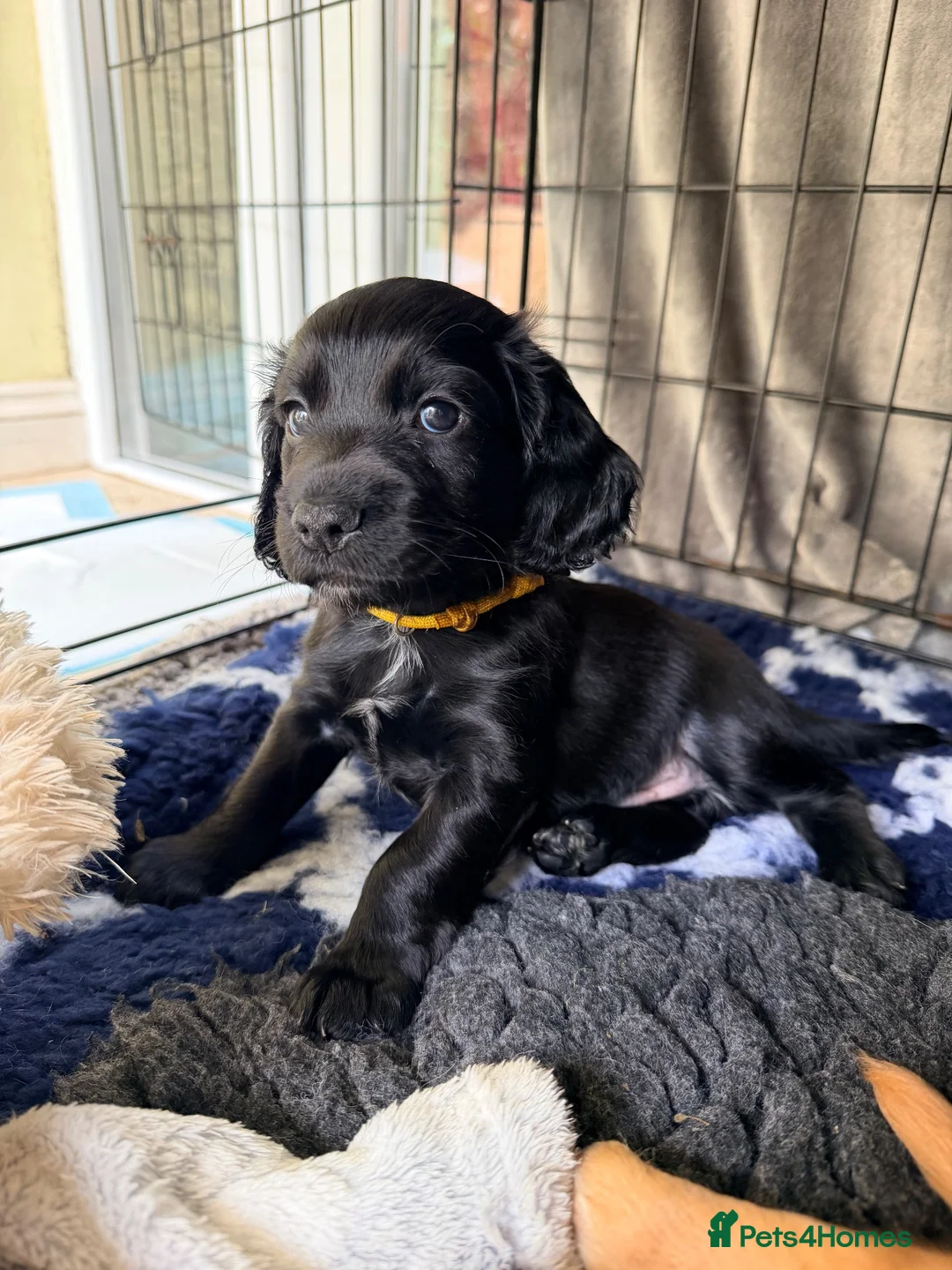 Cocker Spaniel dogs for sale: KC registered FTCh lines Cocker Spaniel puppies  in Cardiff - Advert 10