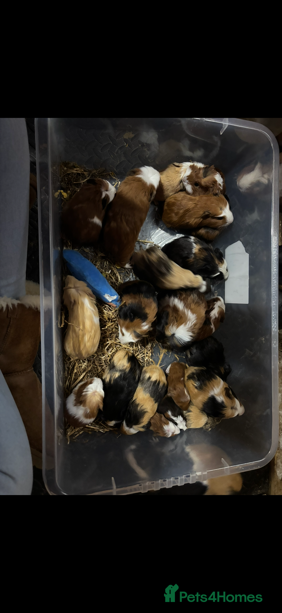 Guinea Pig rodents for sale: Guinea pigs - Advert 3