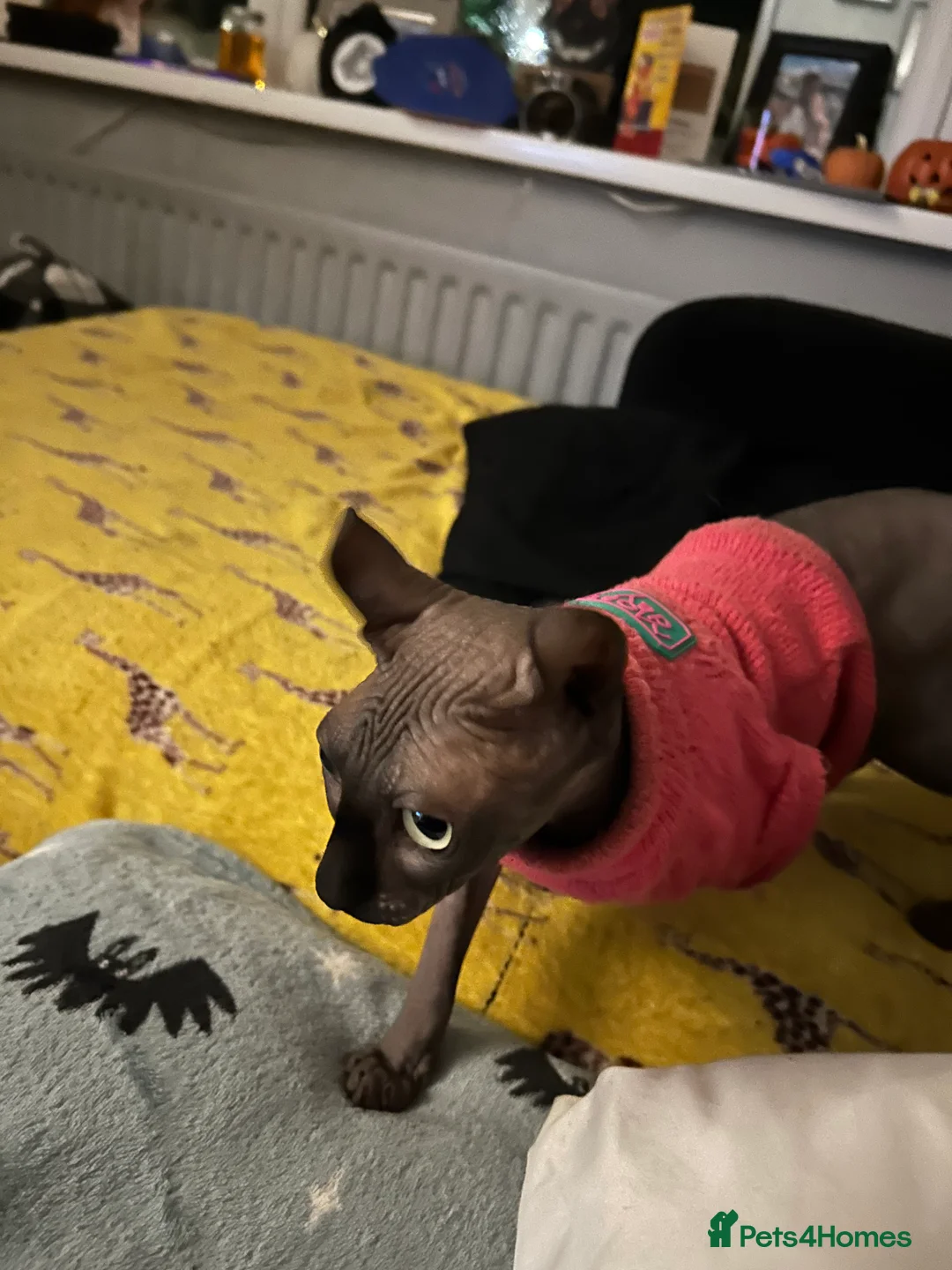 Sphynx cats for sale: Meet aria and raven looking for there forever home - Advert 7