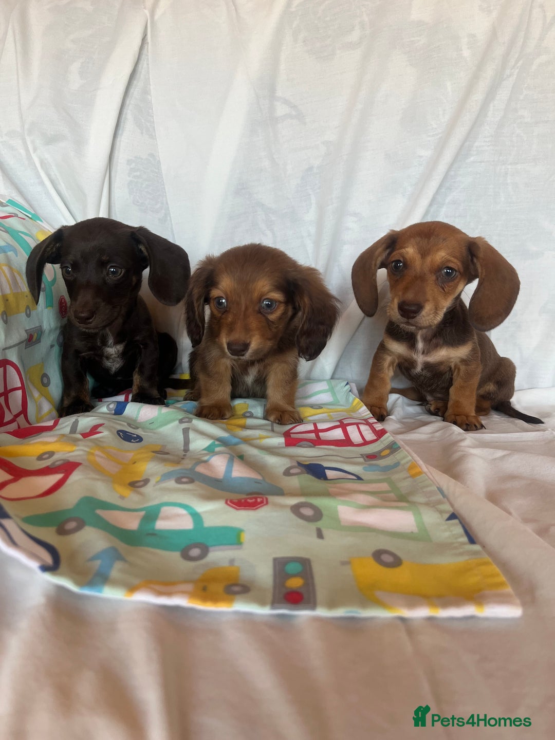 Miniature Dachshund dogs for sale: Miniature dachshund **updated  - Image 5