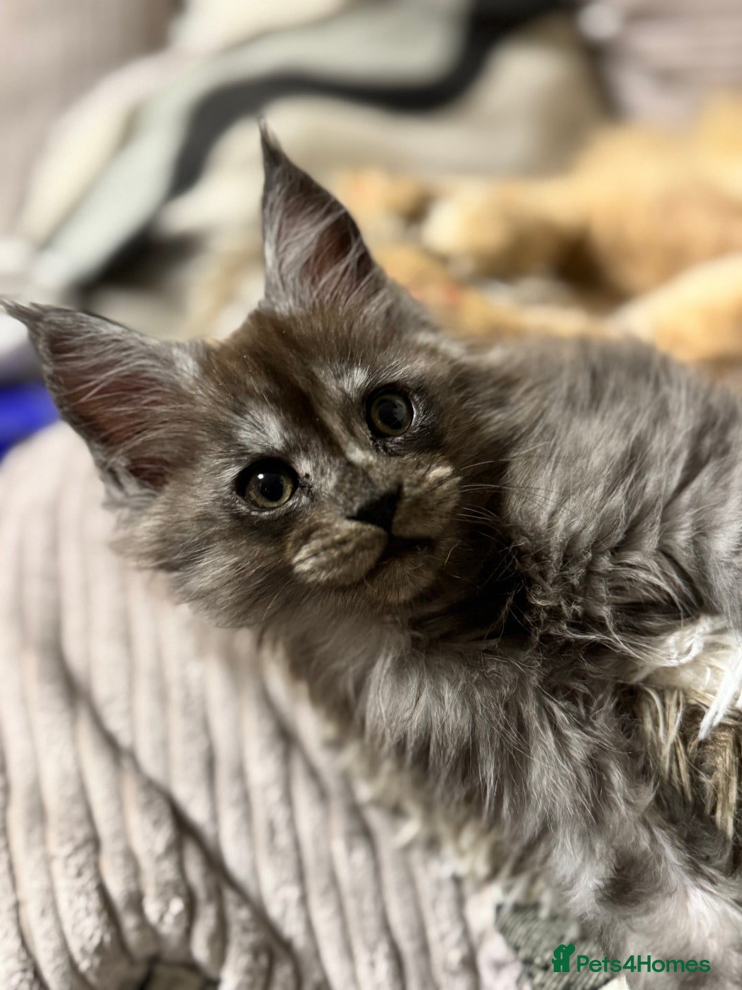 Maine Coon cats for sale: Adorable pure breed Maine coon Kittens’s for sale - Advert 2