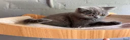 Scottish Fold cats for sale: 🐾 Last girl left £450🐾REDUCED 🩷 - Advert 5
