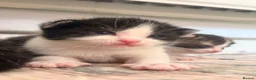 Domestic Shorthair cats for sale: Farm raised DSH kittens  - Advert 5