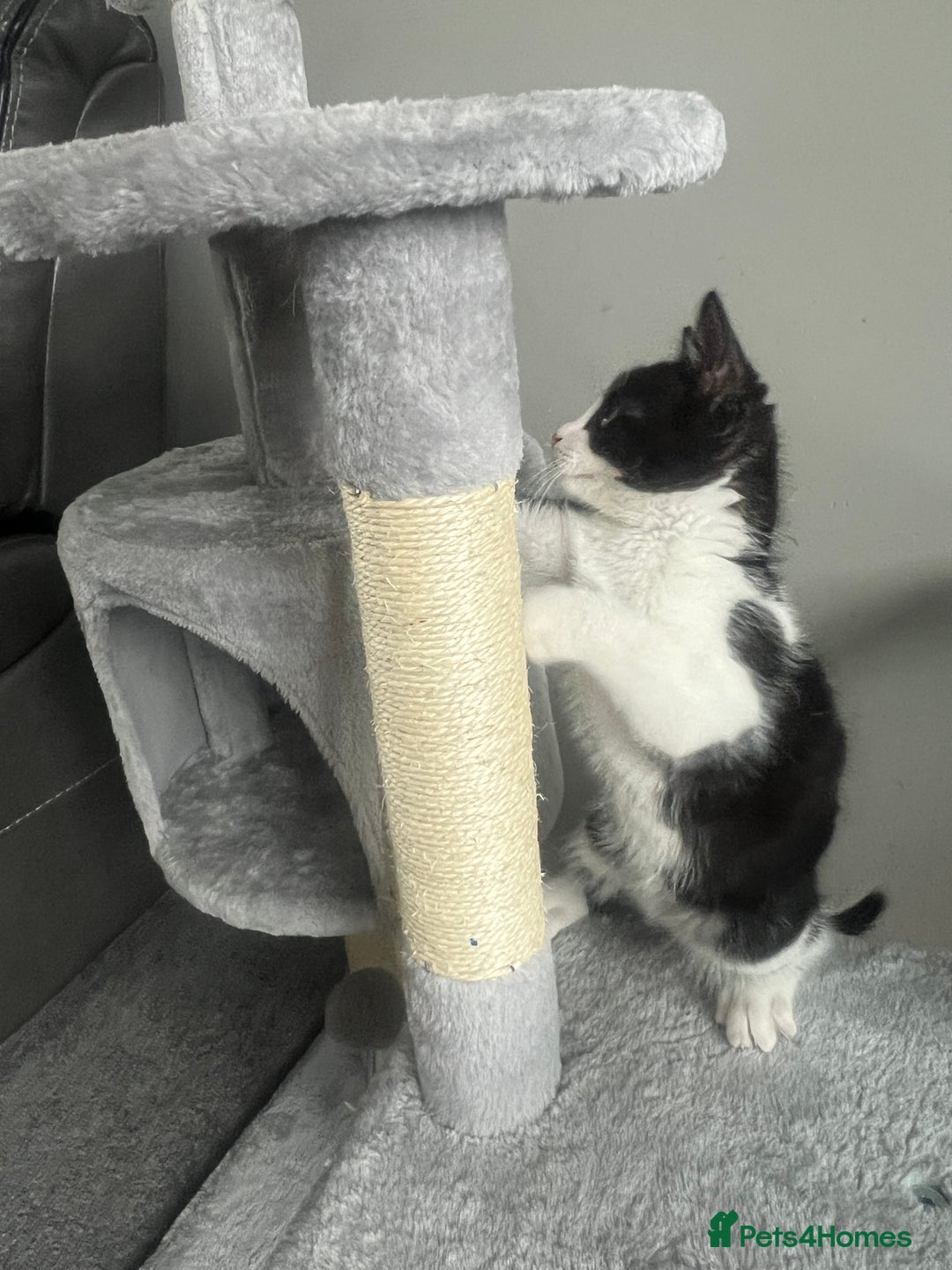 British Shorthair cats for sale: 11 Week Old Male Kitten Black & White Shorthair - Advert 17