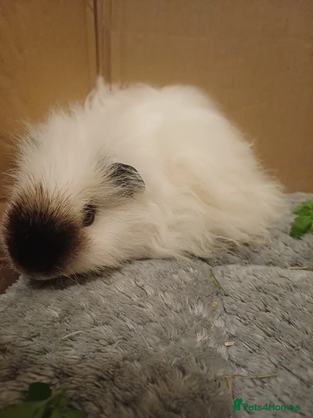 Guinea Pig rodents for sale: Skinny/wolfies? Swiss and teddys - Advert 7